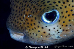 Puffer's details by Giuseppe Piccioli 